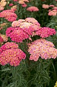 ACHILLEA SASSY TAFFY