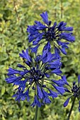 AGAPANTHUS STARRY NIGHTS