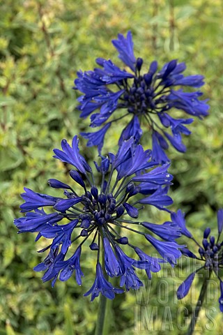 AGAPANTHUS_STARRY_NIGHTS