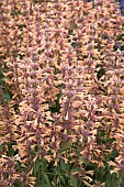 AGASTACHE PEACHY KEEN