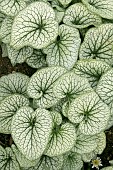 BRUNNERA LEAVES