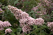 BUDDLEJA PRINCESS PINK,