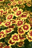 COREOPSIS UPTIC GOLD AND BRONZE, BALUPTGONZ