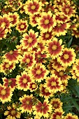 COREOPSIS UPTIC GOLD AND BRONZE, BALUPTGONZ