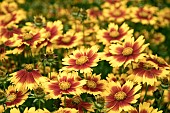 COREOPSIS UPTIC GOLD AND BRONZE, BALUPTGONZ