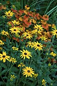 RUDBECKIA DEAMII AND HELENIUM SAHINS EARLY FLOWERER