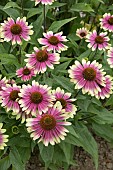 ECHINACEA SWEET SANDIA