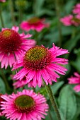ECHINACEA DELICIOUS CANDY