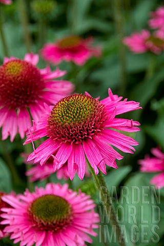 ECHINACEA_DELICIOUS_CANDY