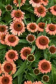 ECHINACEA MEDITATION ORANGE