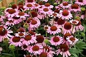 ECHINACEA MEDITATION PINK