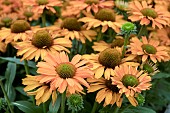 ECHINACEA PRIMA SAFFRON