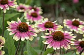 ECHINACEA SWEET SANDIA