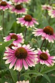 ECHINACEA SWEET SANDIA