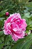 PAEONIA BARRINGTON BELLE