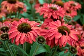 ECHINACEA PRIMA RUBY