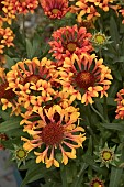 GAILLARDIA FANFARE AMBER GLOW