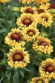 GAILLARDIA FANFARE CITRONELLA