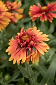 GAILLARDIA SUNSET ORANGE RUFFLES