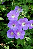 GERANIUM BLOOM ME AWAY