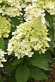 HYDRANGEA PANICULATA HERCULES