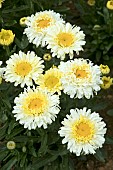 LEUCANTHEMUM REAL CHARMER