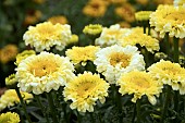 LEUCANTHEMUM REAL GOLDCUP