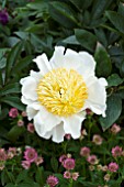 PAEONIA MOON OF NIPPON