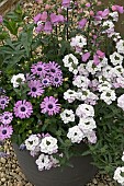 PURPLE, PINK AND WHITE MIXED SUMMER CONTAINER