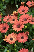 OSTEOSPERMUM DALINA COMPACT ORANGE BRIQUE