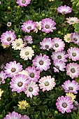 OSTEOSPERMUM DALINA COMPACT WHITE PINK BLUSH