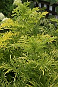 SAMBUCUS GOLDEN TOWER