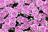 VERBENA ENDURASCAPE PINK BICOLOUR