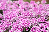 VERBENA ENDURASCAPE PINK BICOLOUR