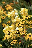 YELLOW BORDER WITH RUDBECKIA DEAMII