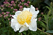 PAEONIA MOON OF NIPPON