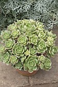 AEONIUM HAWORTHII BICOLOR