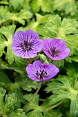 GERANIUM MARY ANNE