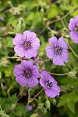 GERANIUM PINK PENNY