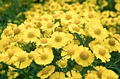 HELENIUM HELENA YELLOW