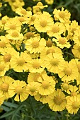 HELENIUM HELENA YELLOW