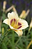 HEMEROCALLIS LONGFIELDS ANGEL