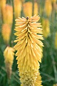 KNIPHOFIA WREXHAM BUTTERCUP