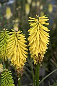 KNIPHOFIA BEES LEMON