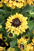 RUDBECKIA ENCHANTED COSMIC EYE