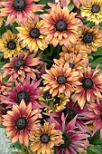 RUDBECKIA ENCHANTED EMBERS