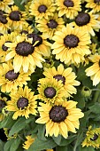 RUDBECKIA ENCHANTED GLOW