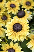 RUDBECKIA ENCHANTED GLOW