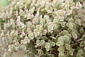 SEDUM MAJESTIC KISS