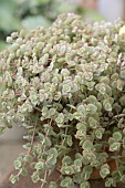 SEDUM MAJESTIC KISS